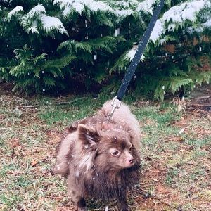 Meet your Posher, Addison